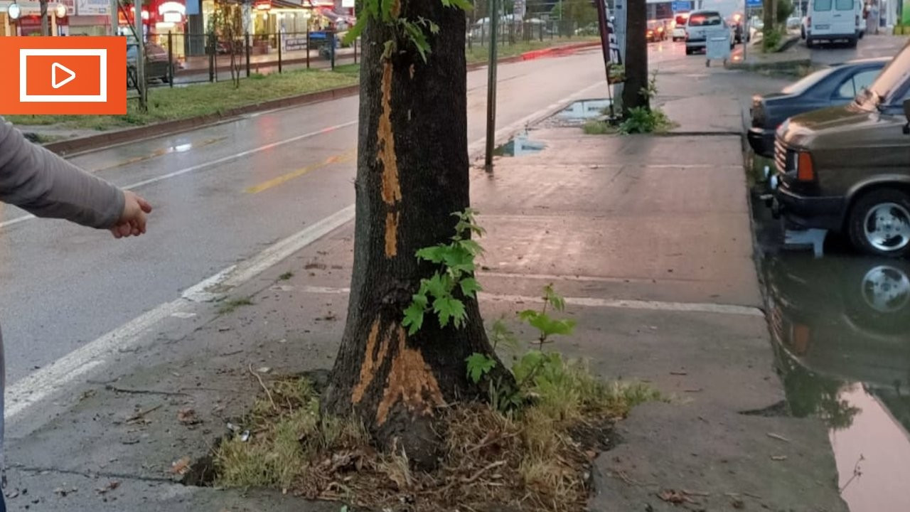 Trabzon'da ağaca yıldırım isabet etmesi kamerada