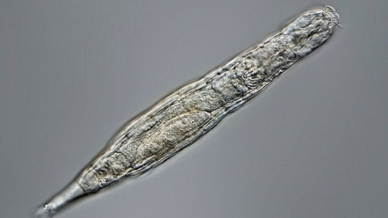 24 bin yıldır donmuş halde olan çok hücreli bir organizma canlandı