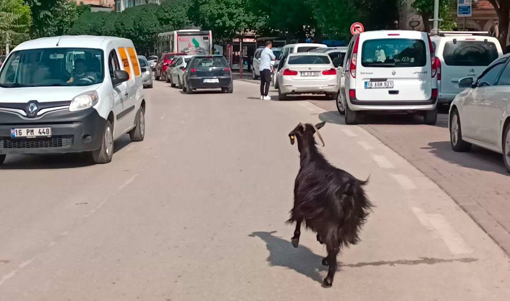 Otomobilden firar eden keçi, telefoncuda yakalandı - Sayfa 1