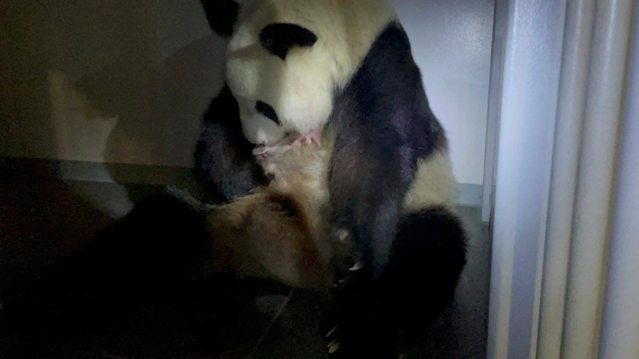 Dev panda Shin Shin ikiz doğurdu - Sayfa 2
