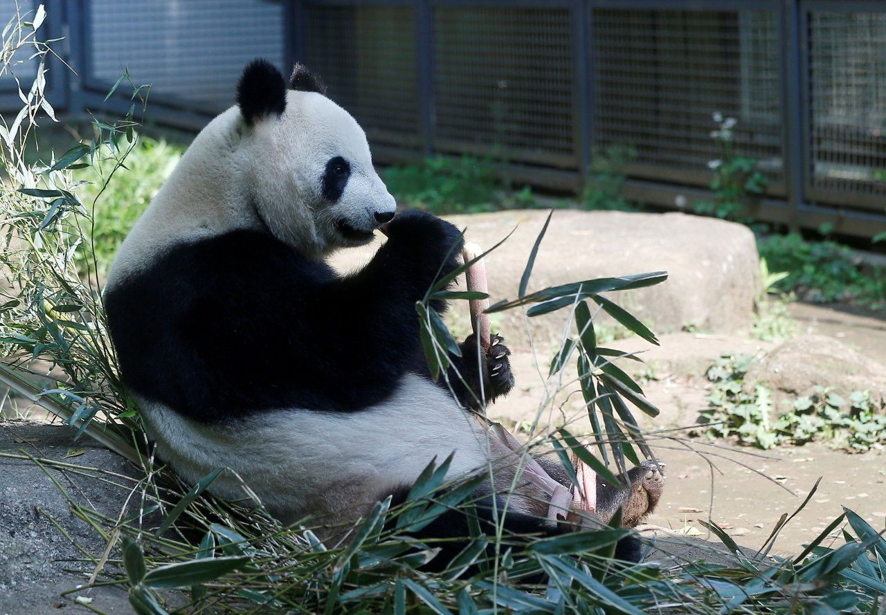 Dev panda Shin Shin ikiz doğurdu - Sayfa 4