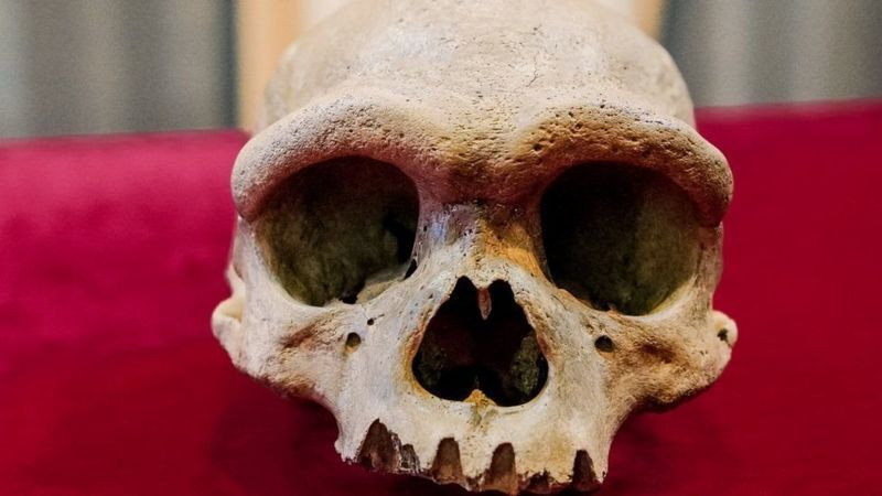 146 bin yıllık kafatası: Yeni bir insan soyuna ait olabilir - Sayfa 1