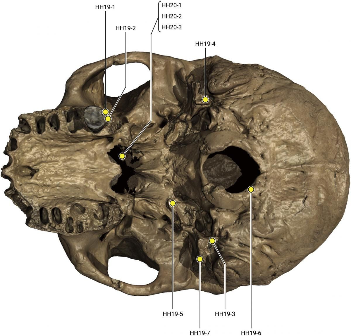 146 bin yıllık kafatası: Yeni bir insan soyuna ait olabilir - Sayfa 4