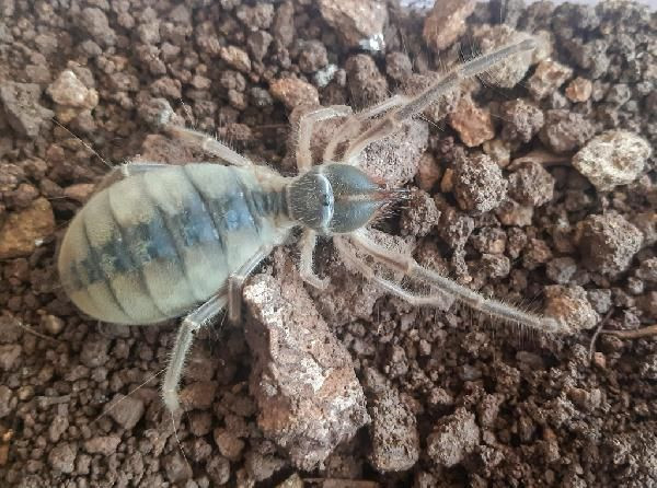 Hakkari'de 'Galeodes Hakkariensis' bulundu - Sayfa 1