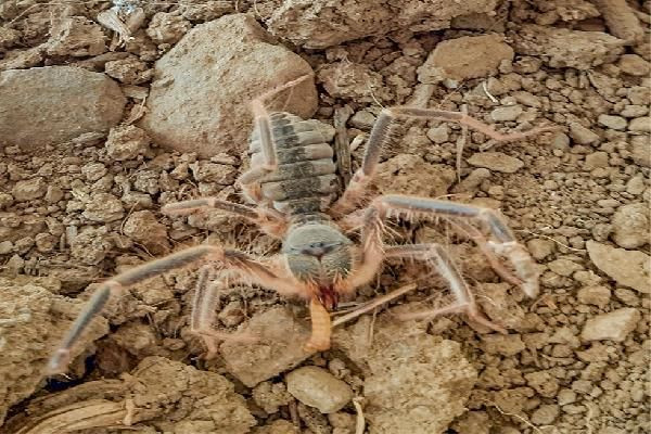 Hakkari'de 'Galeodes Hakkariensis' bulundu - Sayfa 2