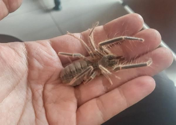 Hakkari'de 'Galeodes Hakkariensis' bulundu - Sayfa 3