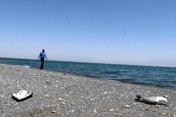 Van Gölü'nde toplu martı ölümleri: Açlığa bağlı stres - Sayfa 1