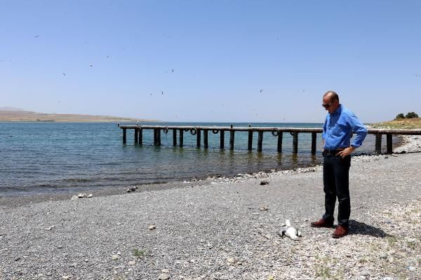 Van Gölü'nde toplu martı ölümleri: Açlığa bağlı stres - Sayfa 2