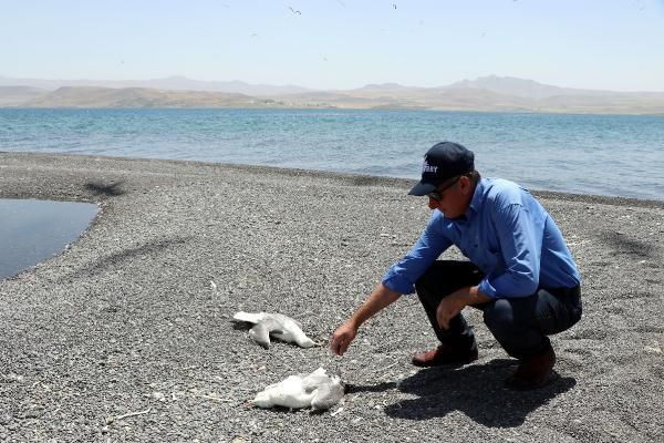 Van Gölü'nde toplu martı ölümleri: Açlığa bağlı stres - Sayfa 3