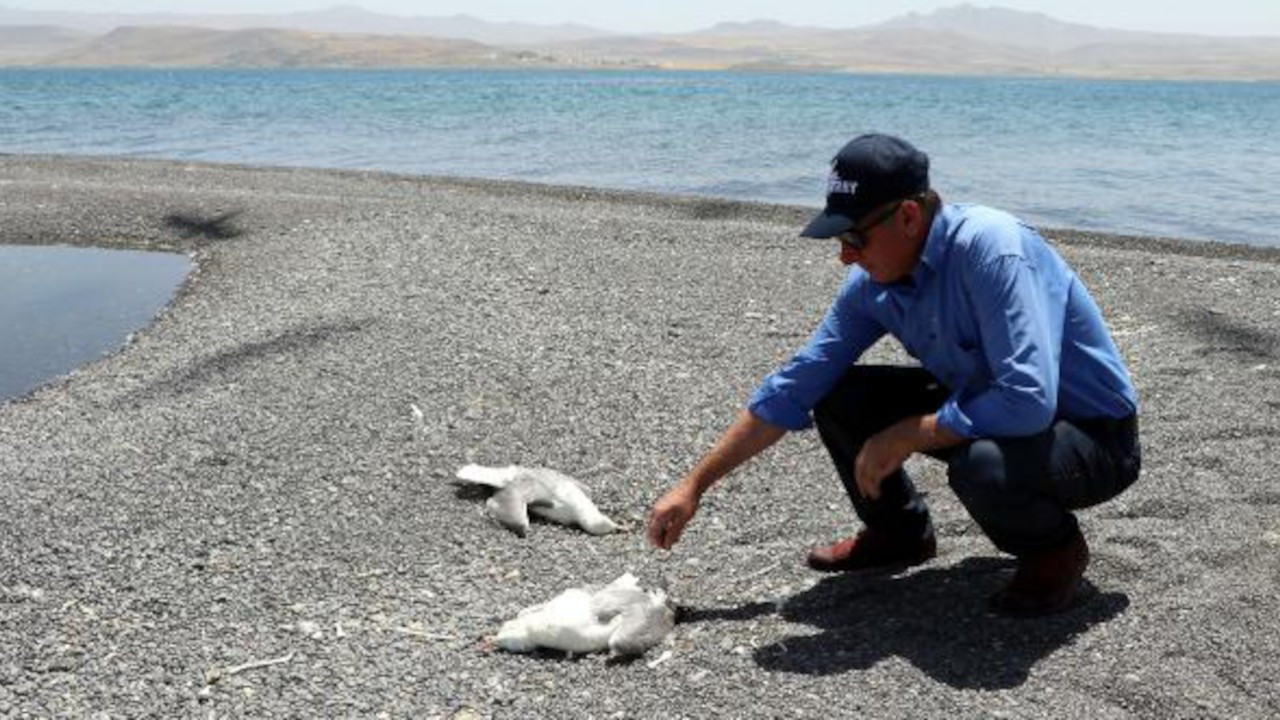 Van Gölü'nde toplu martı ölümleri: Açlığa bağlı stres