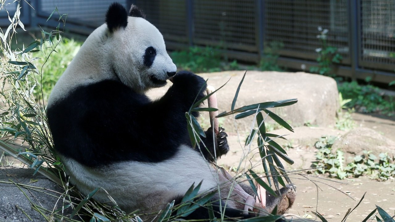 Çin, dev pandaları nesli tükenmekte olan türler listesinden çıkardı