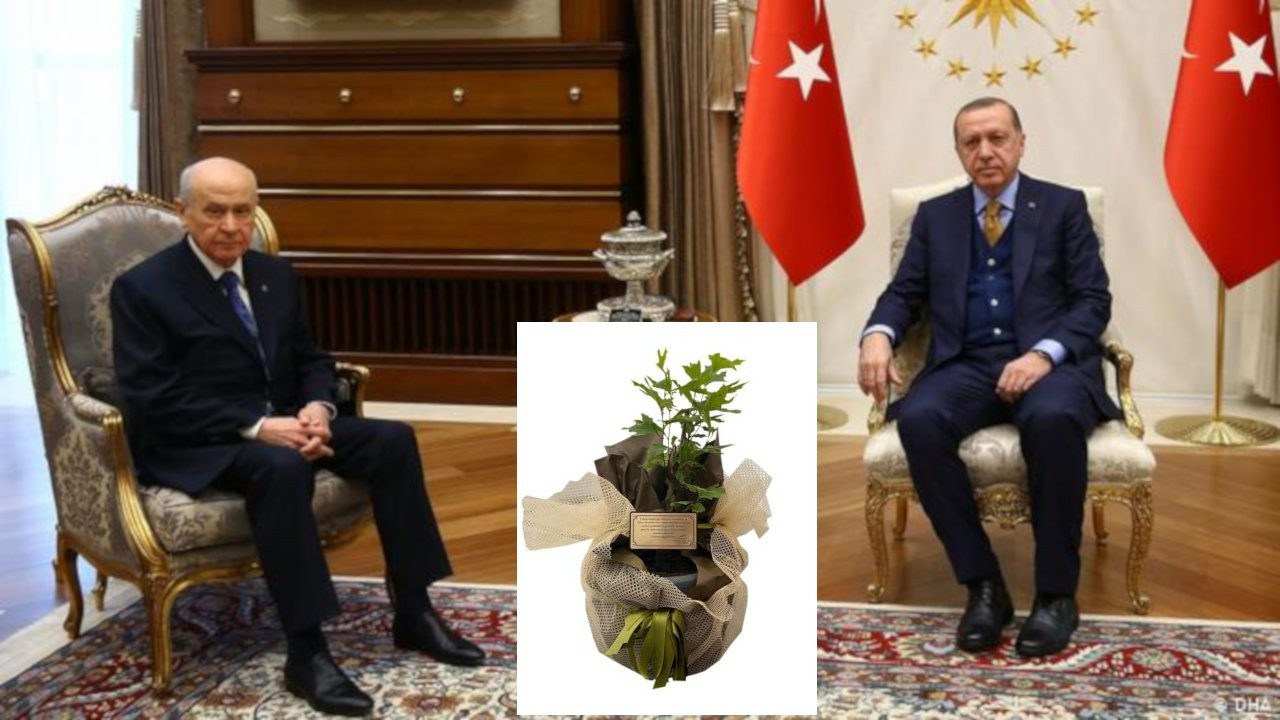 Bahçeli, Erdoğan'a çınar ağacı hediye etti