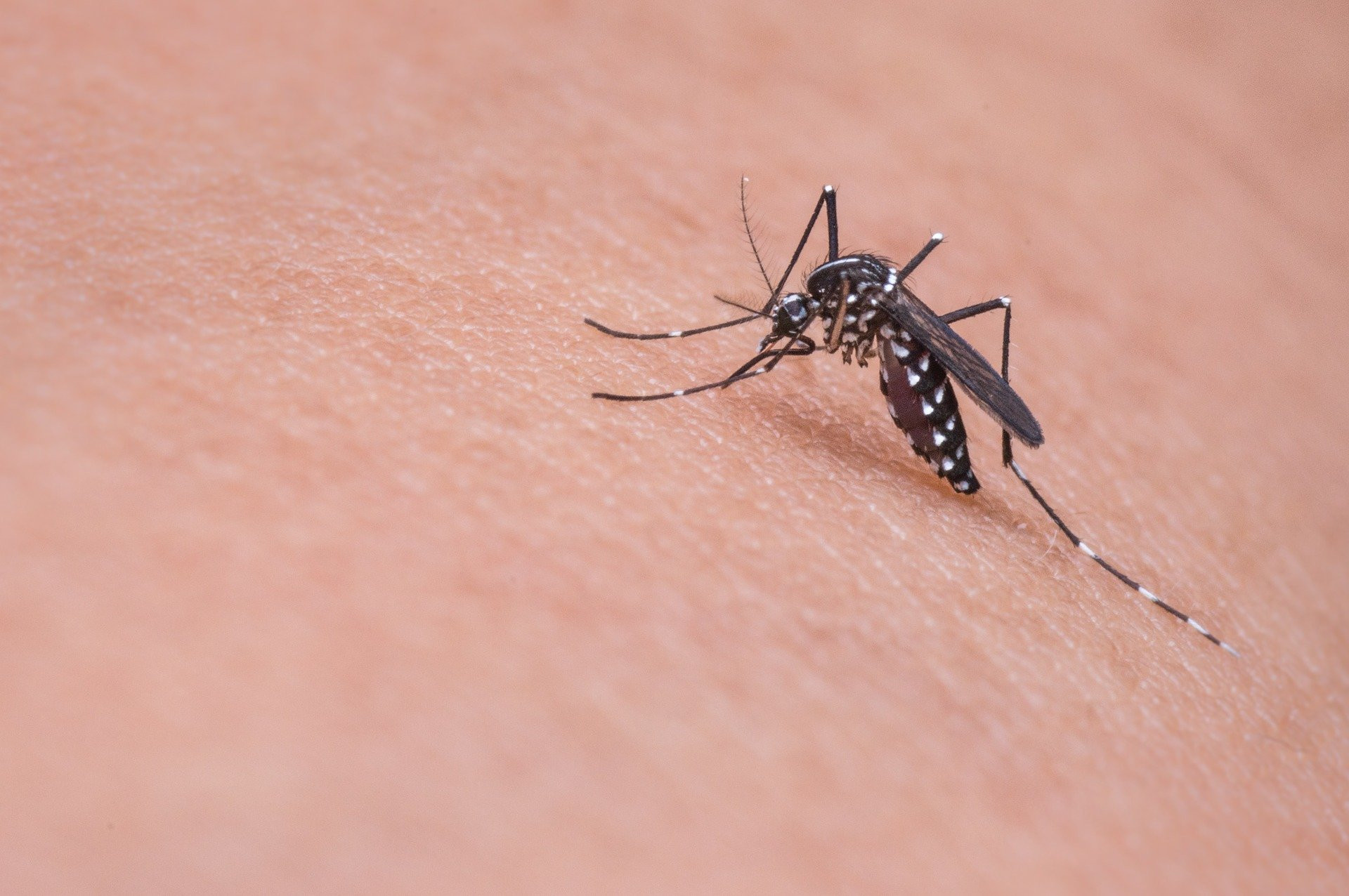 10 soruda Asya Kaplan Sivrisineği: Gündüz de aktif, henüz virüs taşımıyor