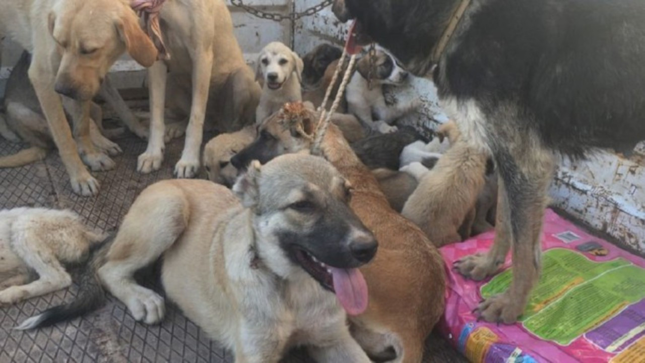 Diyarbakır'da araziye bırakılan 100 köpekten 10'u öldü 60'ı kayıp