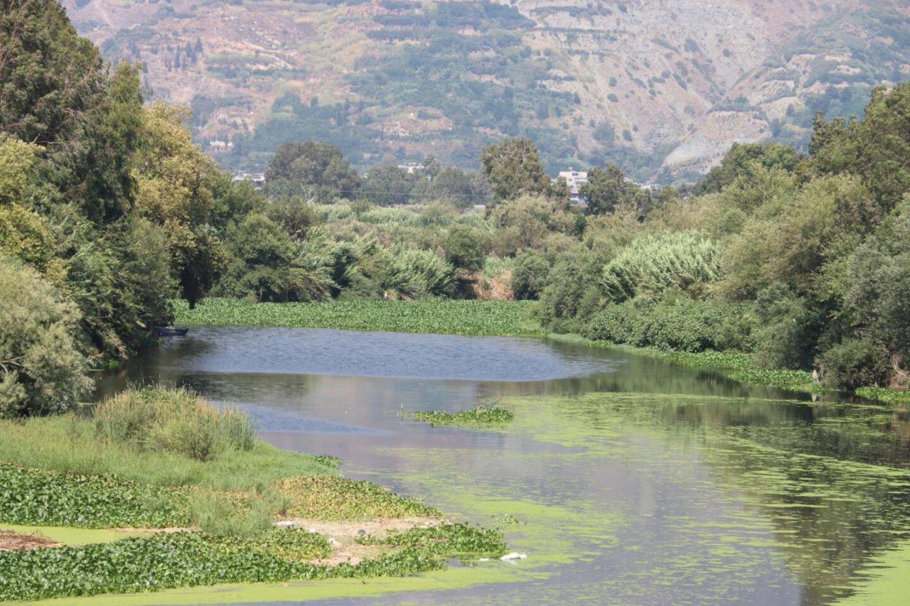 İstilacı su sümbülleri Asi Nehri'nin bazı bölümlerini kapladı - Sayfa 3