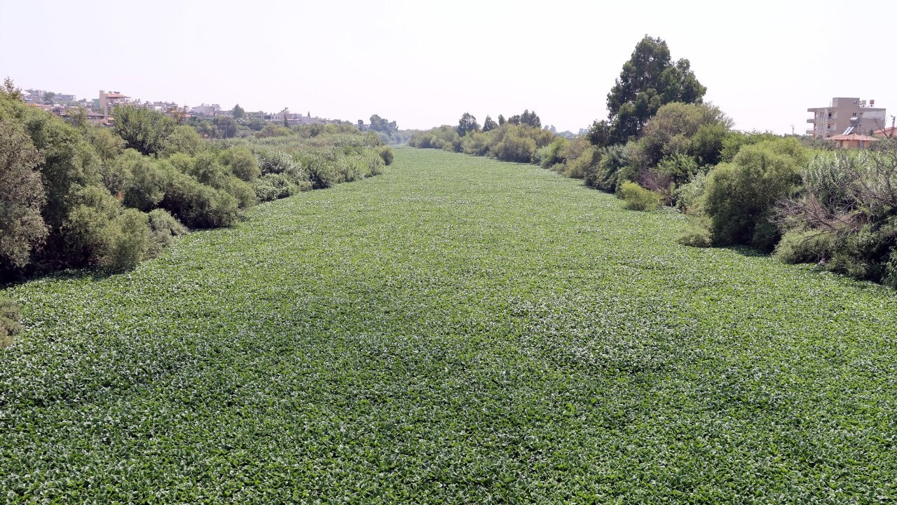 İstilacı su sümbülleri Asi Nehri'ni kapladı