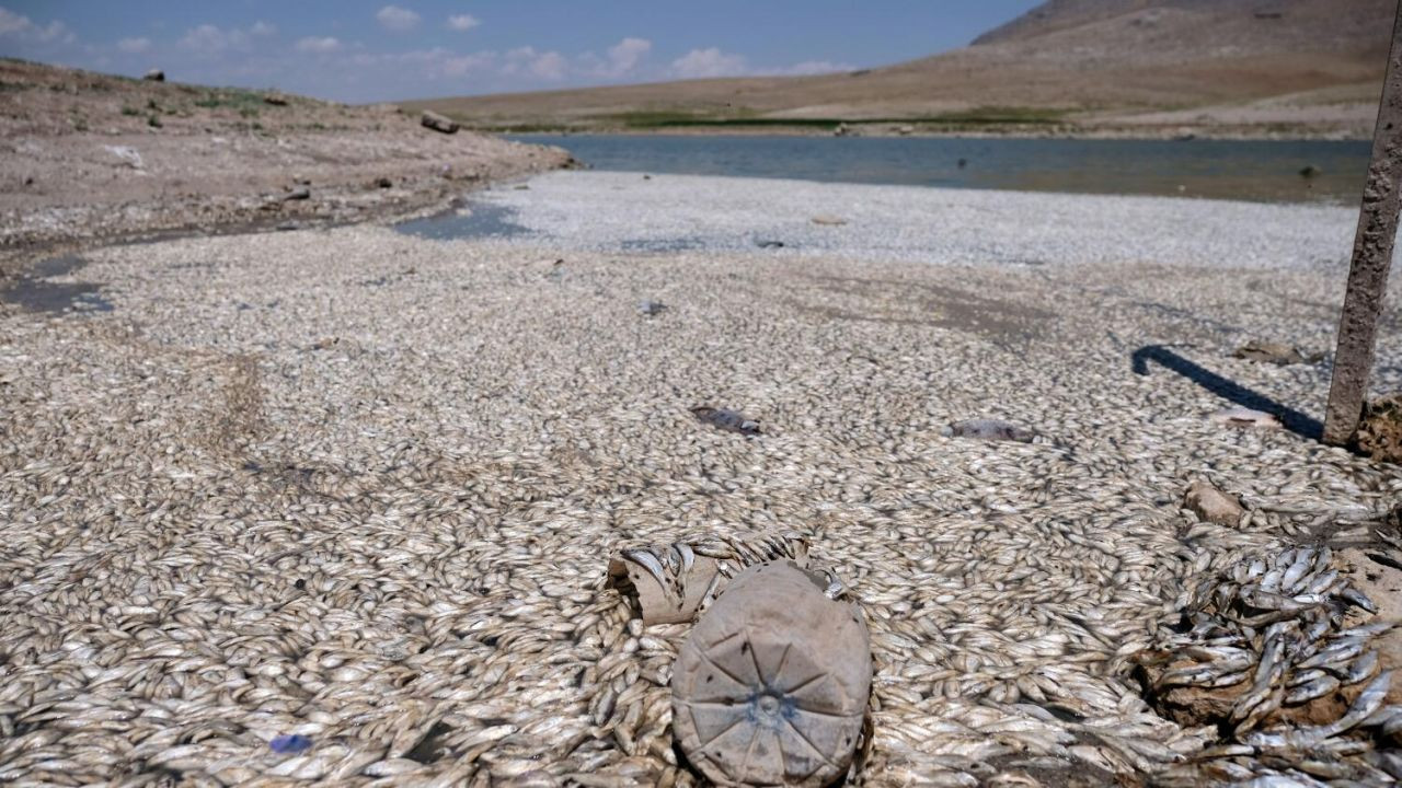 Konya'da binlerce balık oksijensizlikten öldü - Sayfa 2