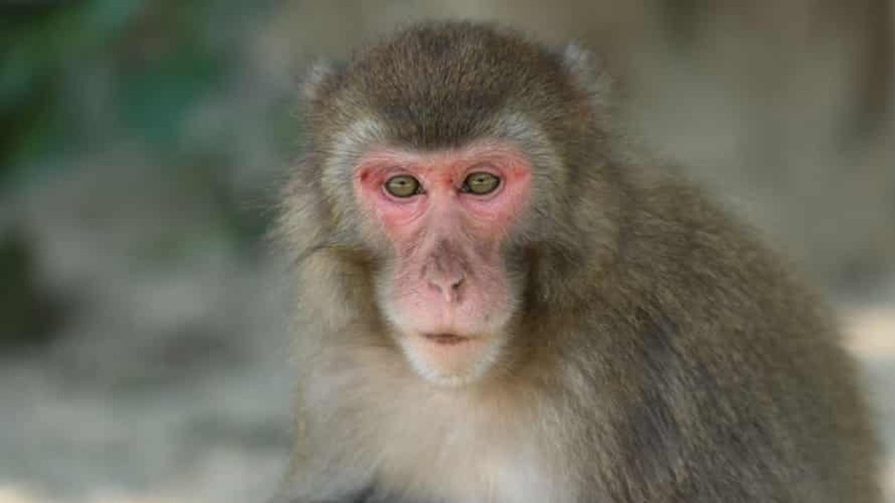Dişi makak maymunu Yakei erkeğe meydan okuyarak alfa oldu