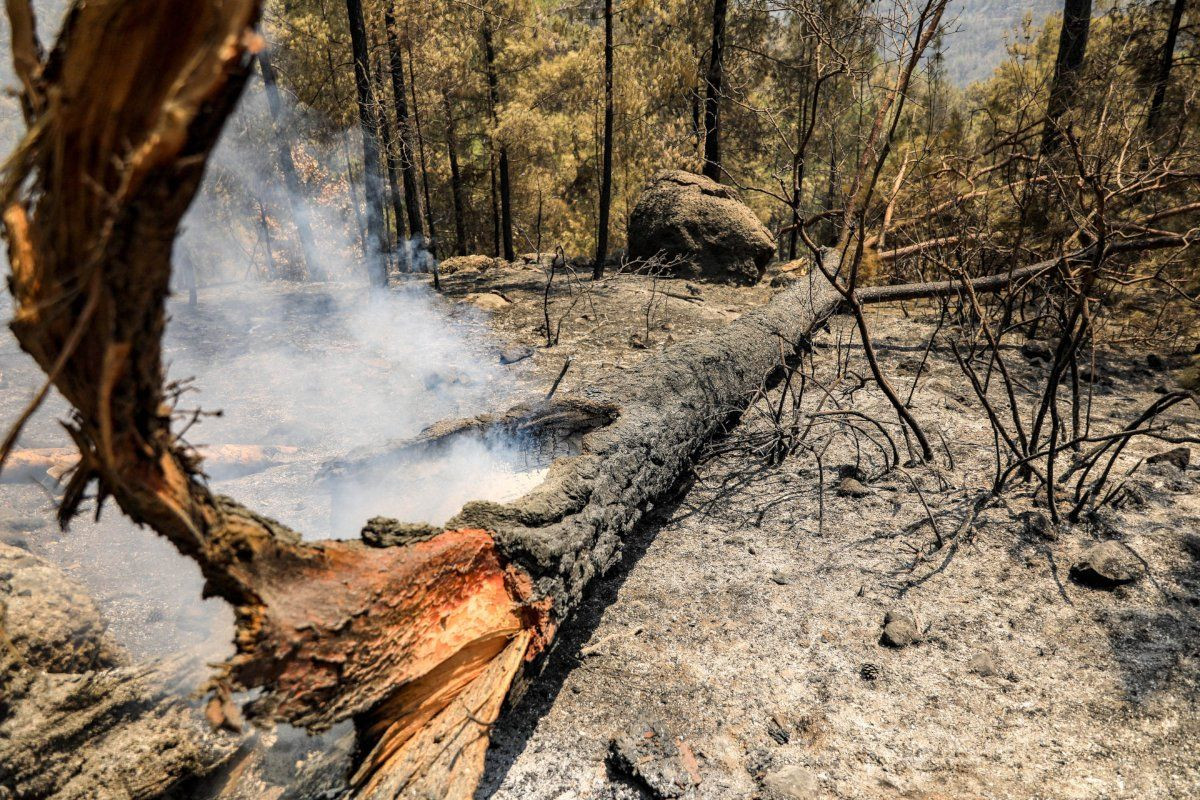 Manavgat'ta yangının 10. günü: Küle dönen orman alanı 100 bin hektarın üzerinde - Sayfa 3