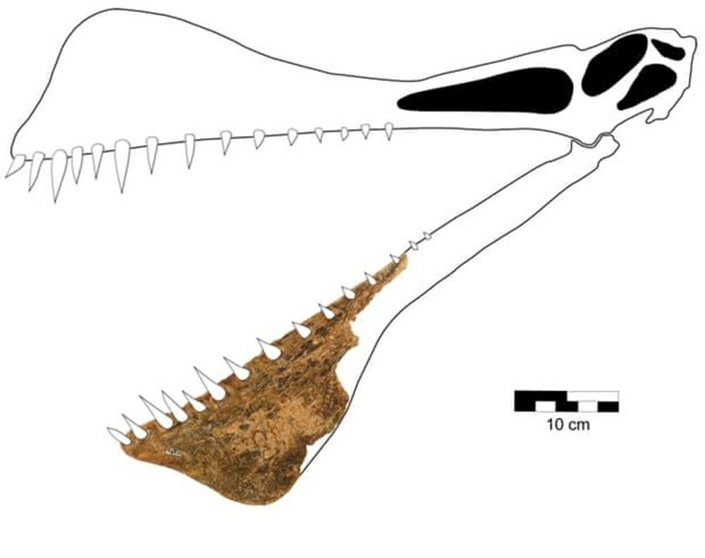 Ejderhaya en çok benzeyen türün yeni fosili bulundu: 105 milyon yıllık - Sayfa 3