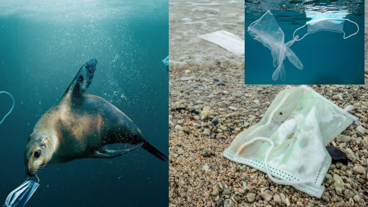 Okyanuslarda 1,6 milyar maske ‘yüzüyor’ - Sayfa 1