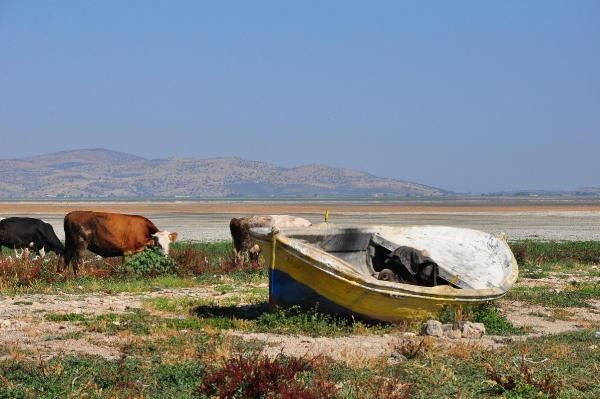 Marmara Gölü'nün son hali: Kuşlar gitti, inekler geldi - Sayfa 2