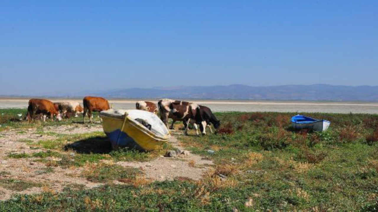 Marmara Gölü'nün son hali: Kuşlar gitti, inekler geldi