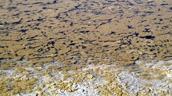 Burdur Gölü'nde alg patlaması: Canlılar tehlikede - Sayfa 4
