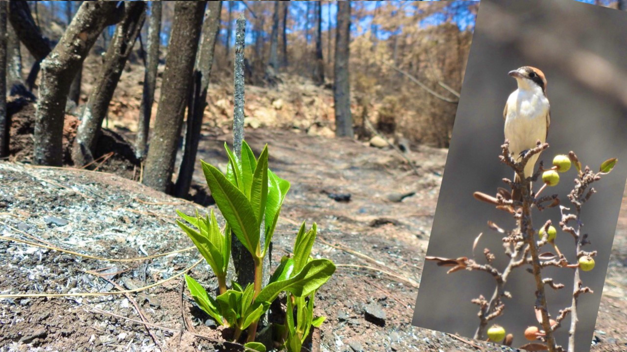 Muğla'da yanan ormanlar yeniden hayat buluyor