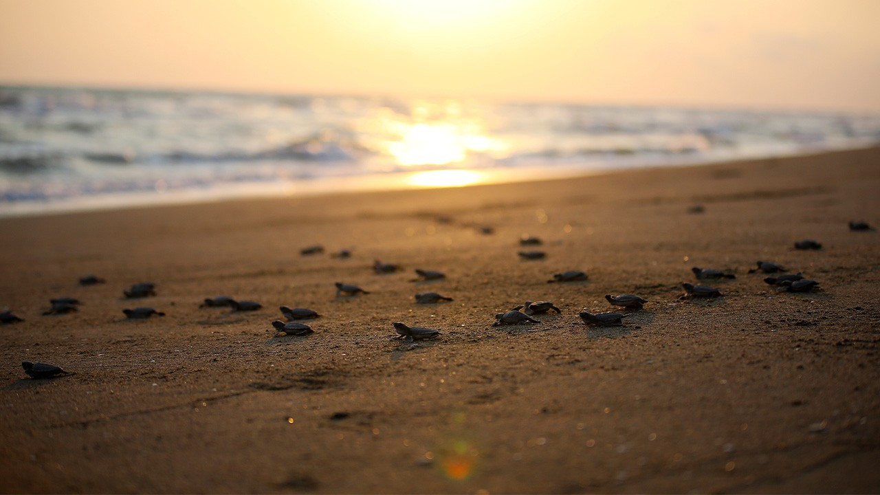 Akyatan'da 10 bini aşkın kaplumbağanın deniz yolculuğu başladı