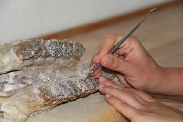 Çankırı'da 104 fosil bulundu: Fil, zürafa sırtlan... - Sayfa 3