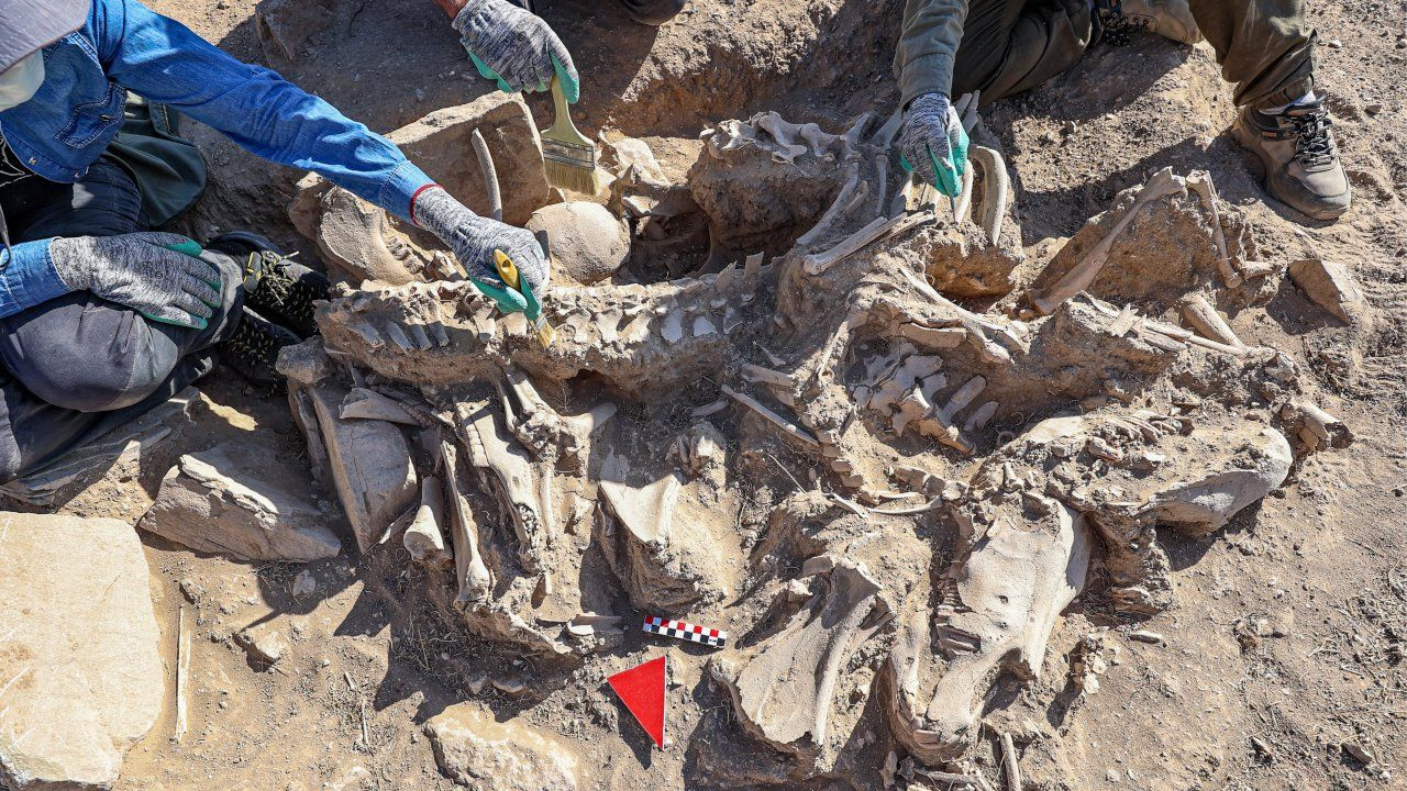 Van'daki kazılarda köpeği, 4 atı, sığır ve koyunuyla gömülen Urartulu mezarı bulundu - Sayfa 3
