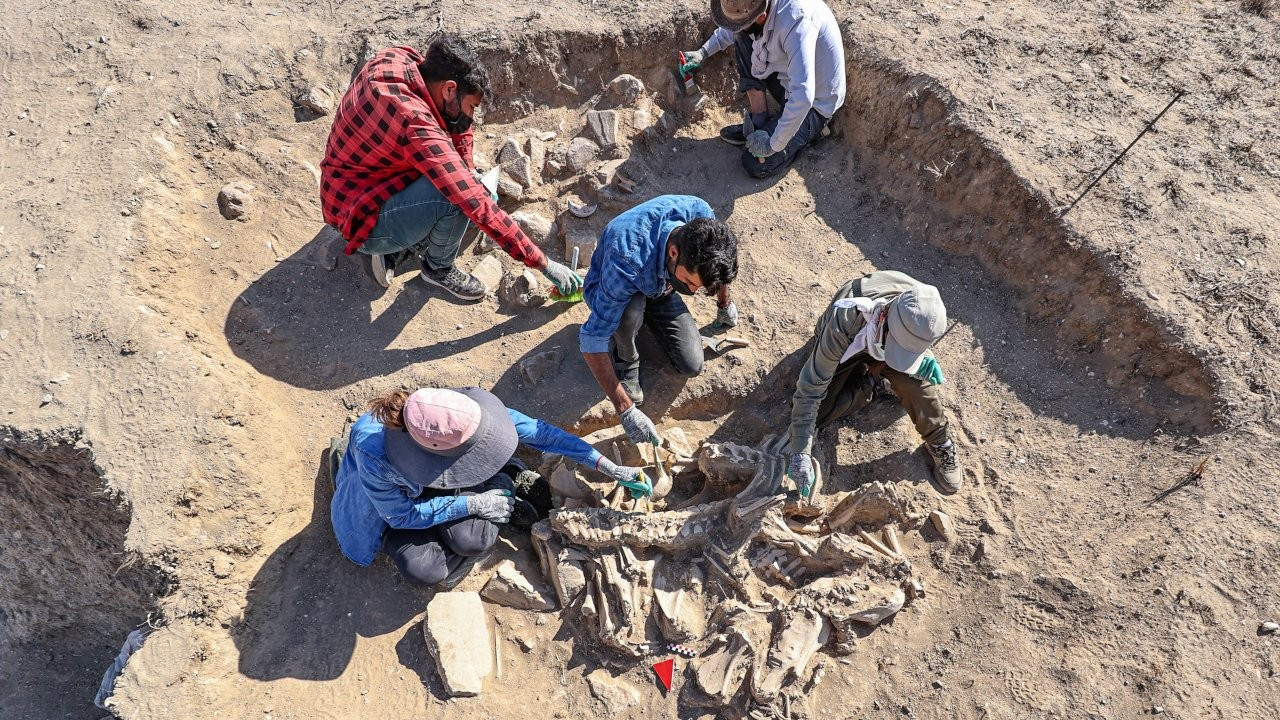 Köpeği, 4 atı, sığır ve koyunuyla gömülen Urartulu mezarı bulundu