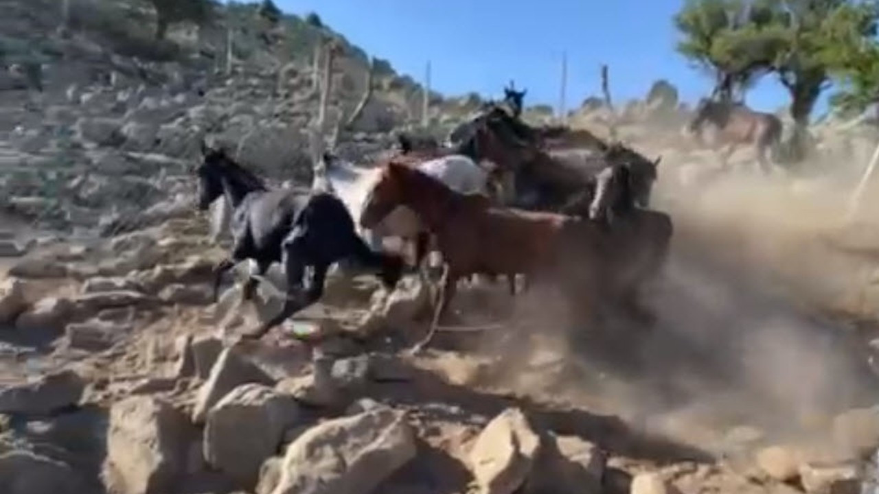 Konya’da izinsiz toplanan yılkı atları operasyonla kurtarıldı