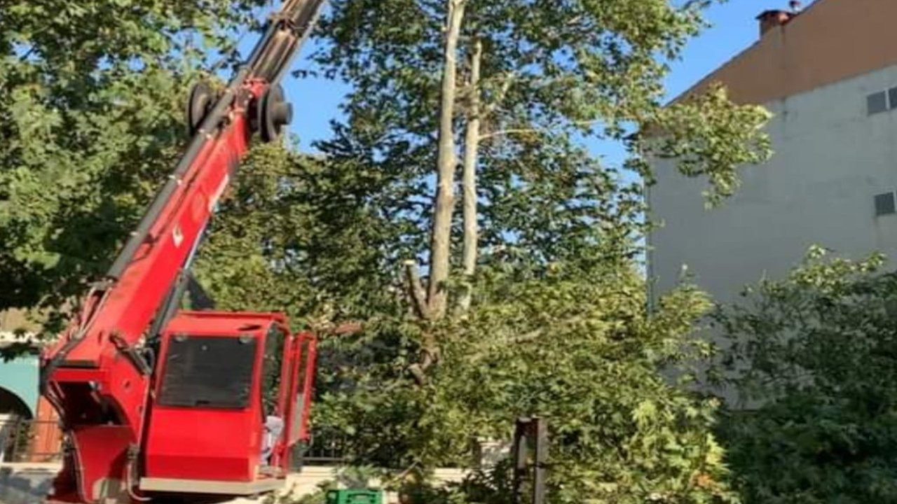 Cami görevlilerinin kestirmek istediği ağaçları mahalleli kurtardı