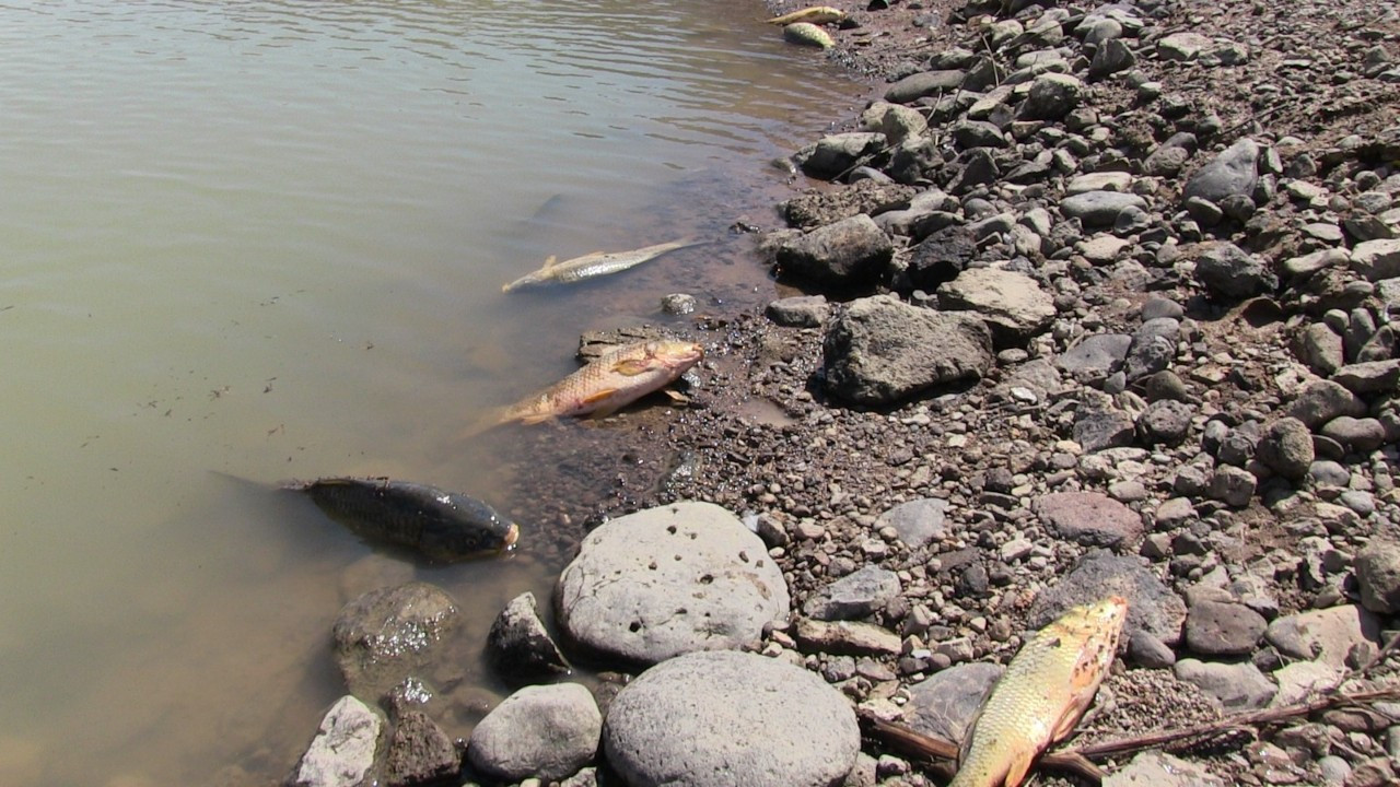 Van’da toplu balık ölümleri