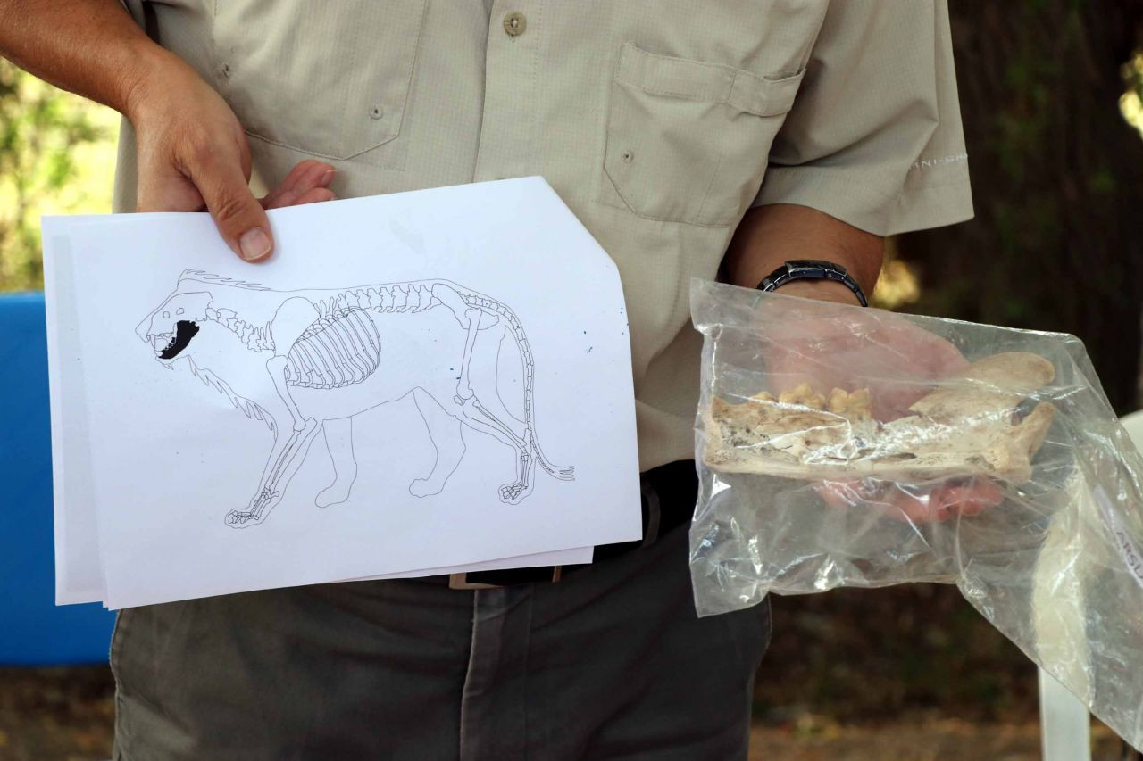 Kayseri'de 4 bin yıl öncesine ait aslan kemiği bulundu - Sayfa 4