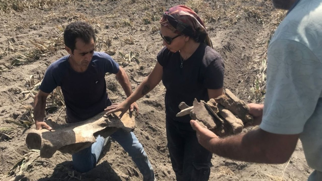 Maraş'ta tarla süren çiftçi fil fosili buldu