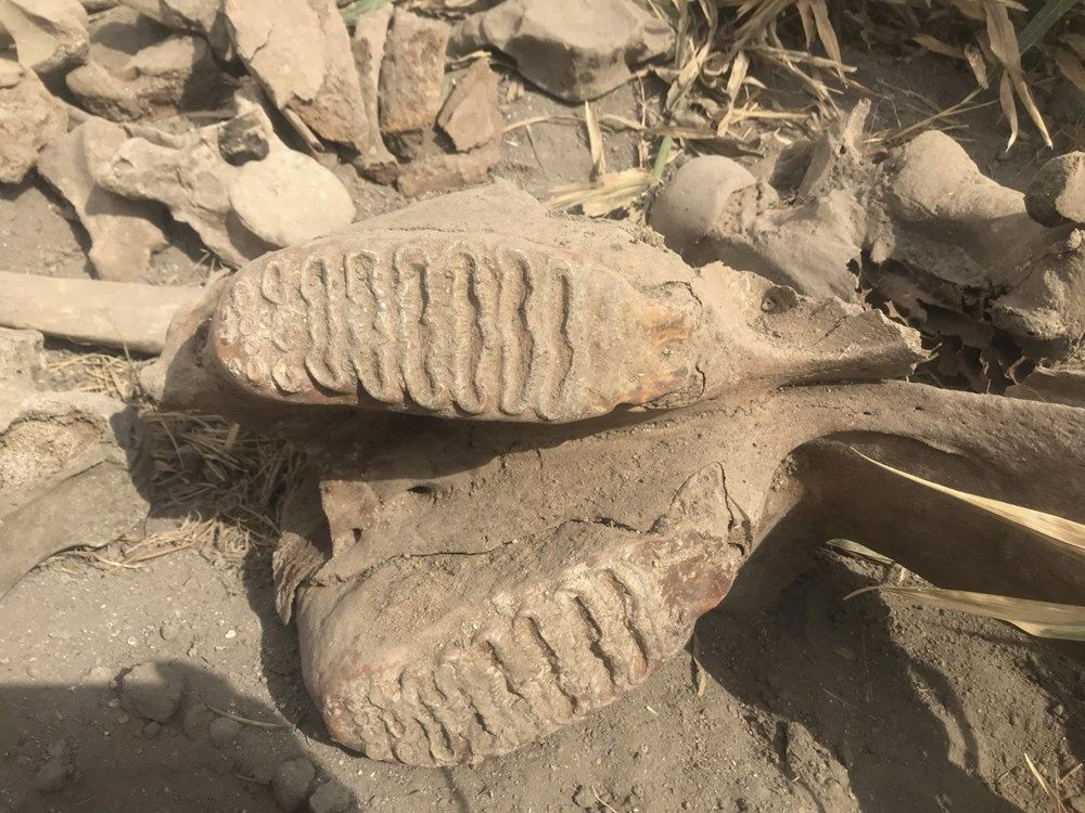 Maraş'ta tarla süren çiftçi fil fosili buldu - Sayfa 2