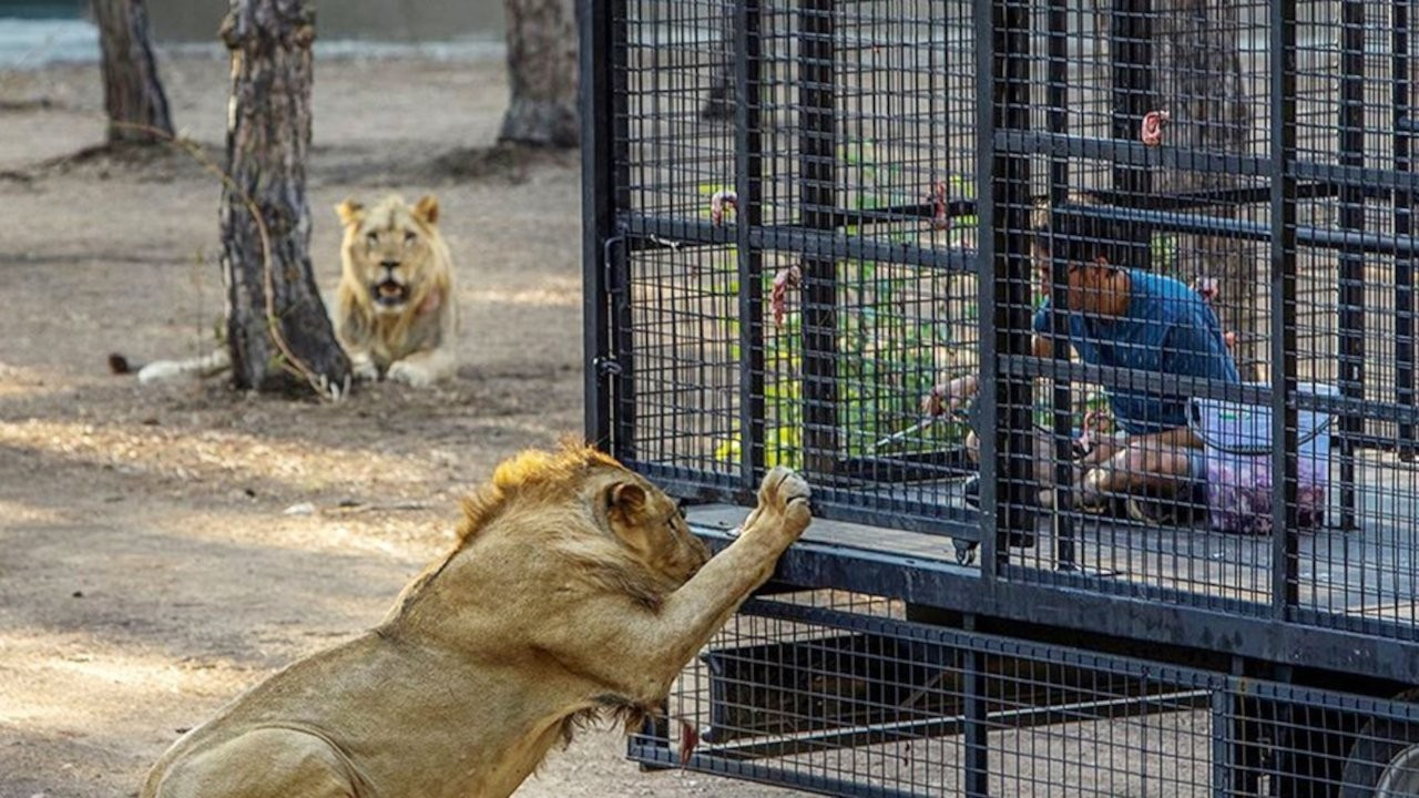 Antalya'da 'aslan safarisi'ne tepki: Buna nasıl izin verildi?