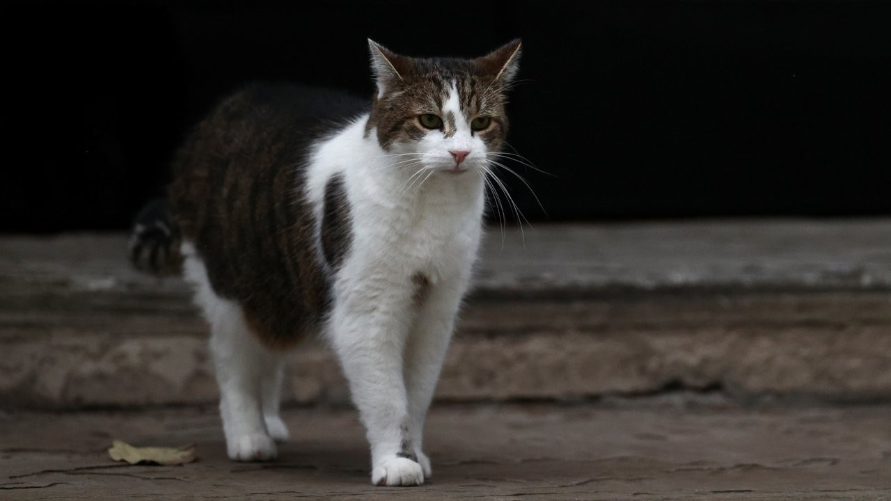 10 yıldır kayıp olan kedi, mikroçip sayesinde evine geri döndü