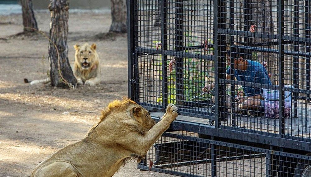 Antalya'da 'aslan safarisi'ne tepki: Buna nasıl izin verildi? - Sayfa 1