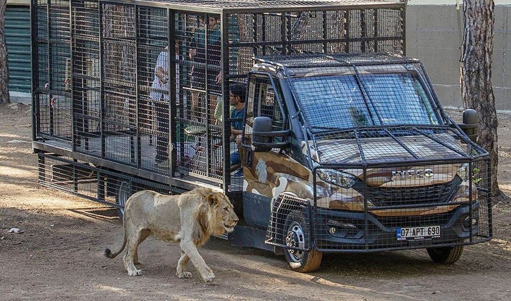 Antalya'da 'aslan safarisi'ne tepki: Buna nasıl izin verildi? - Sayfa 3