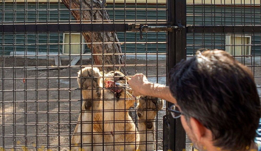 Antalya'da 'aslan safarisi'ne tepki: Buna nasıl izin verildi? - Sayfa 4