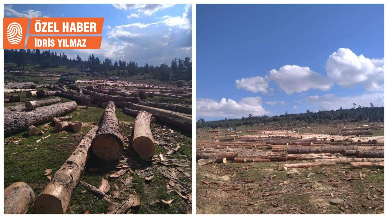Orman işletmesinden eylemcilere: Basına yansıtmayın ağaç kesimini durduralım