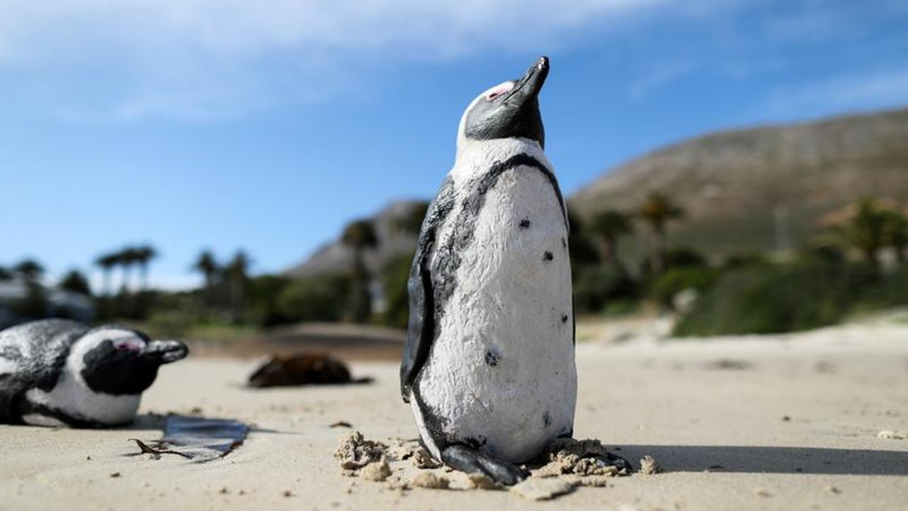 Güney Afrika'da tehlike altındaki penguenlere arı saldırısı: 63 ölü