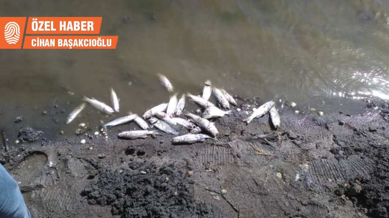 Haziran'da yeşil tabaka kaplamıştı: Bakırçay'da balıklar ölüyor