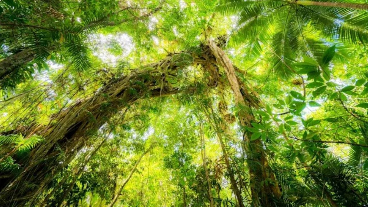 Dünyanın en eski yağmur ormanı Daintree, yerli sahiplerine iade ediliyor
