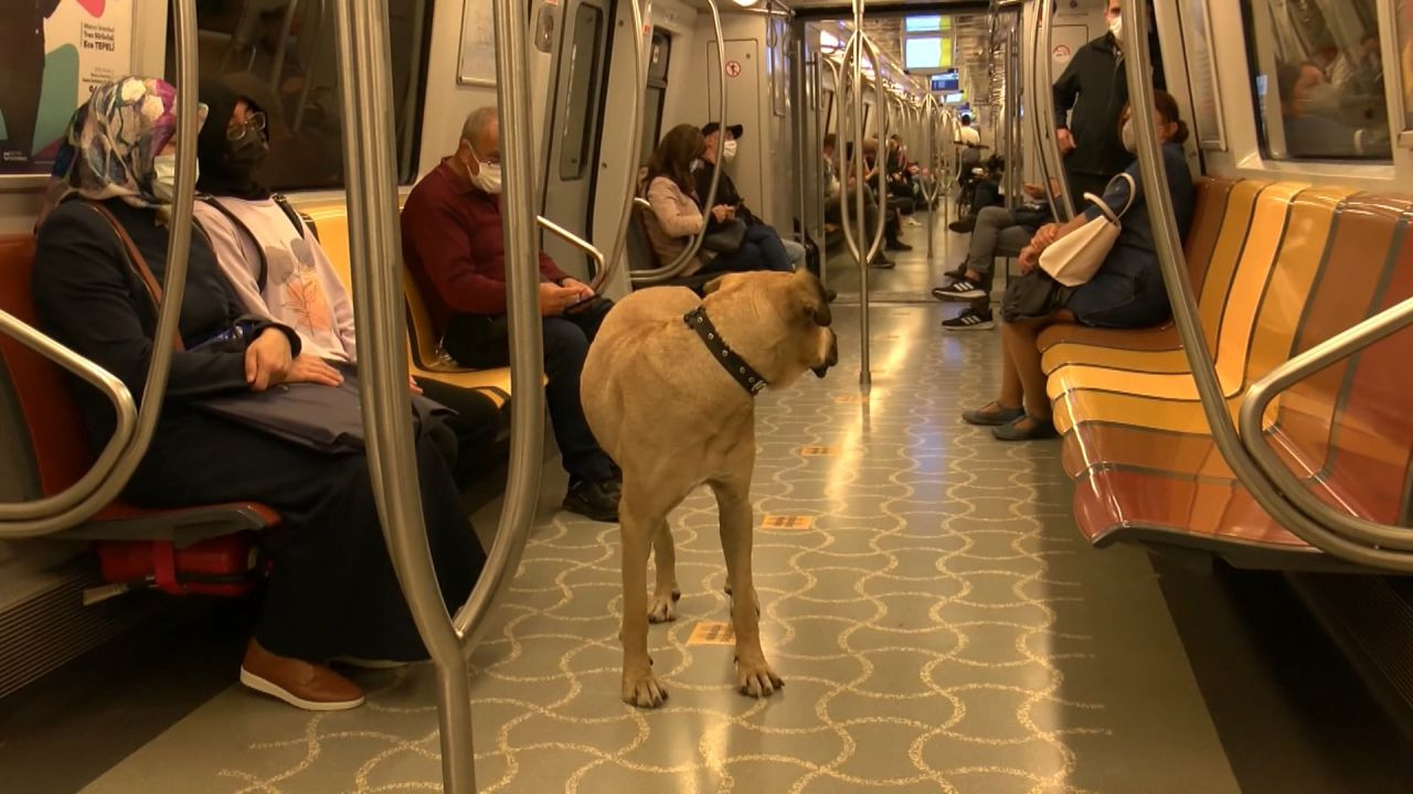 İstanbul'da toplu taşımayla dolaşan köpek 'Boji': Bir günde 29 durak gezdi - Sayfa 5