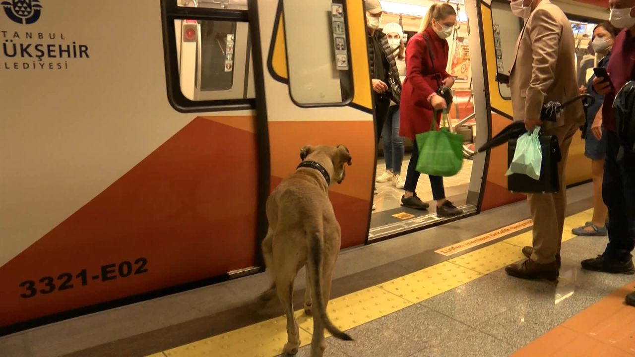 İstanbul'da toplu taşımayla dolaşan köpek 'Boji': Bir günde 29 durak gezdi - Sayfa 8